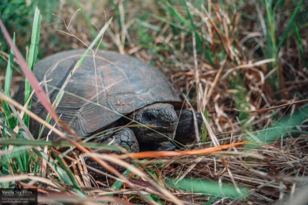 Winding waters gopher tortoise