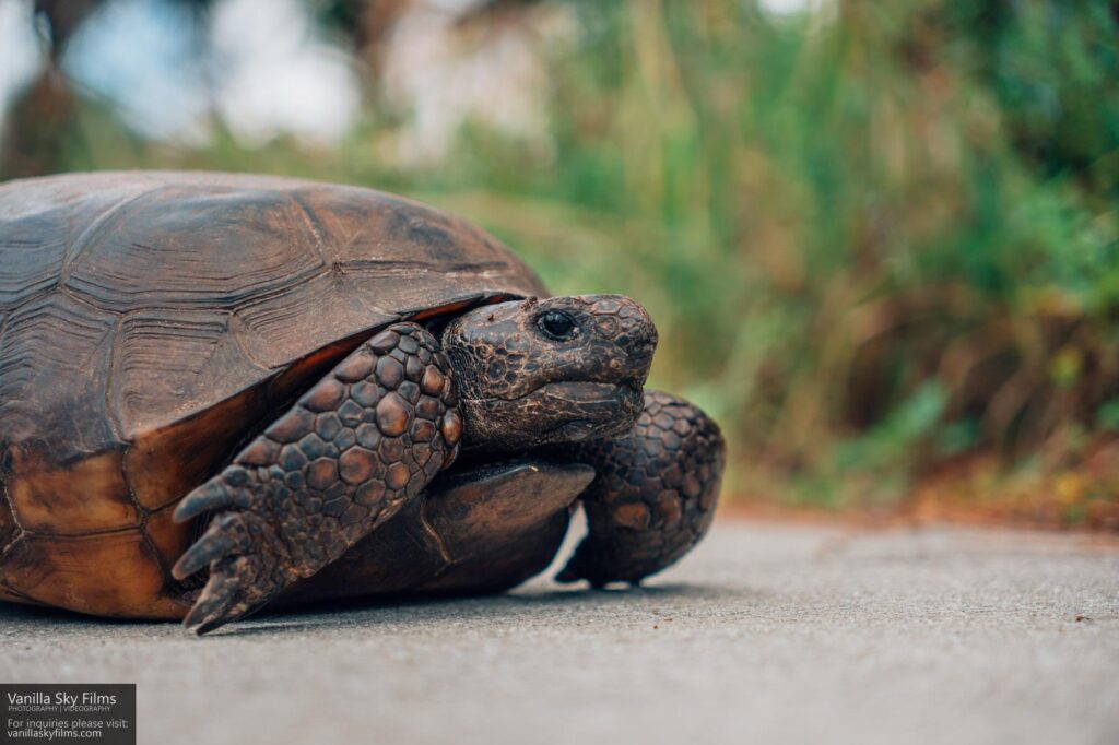 Gopher tortoise walking on a winding waters path.